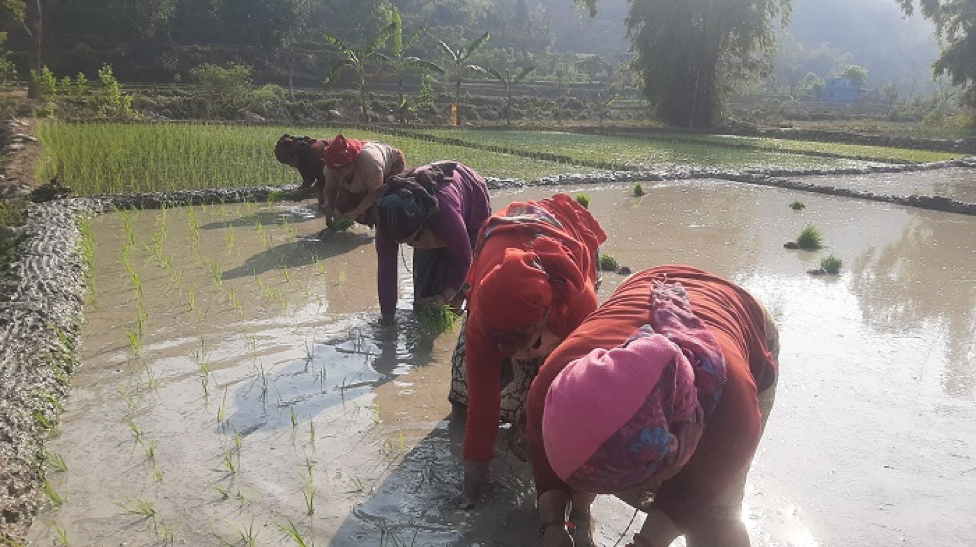 सर्लाहीमा बढ्न सकेन चैते धानखेती, सिँचाइ मुख्य चुनौती 